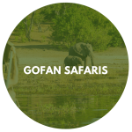 Gofan Safaris