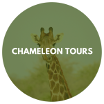 Chameleon Tours