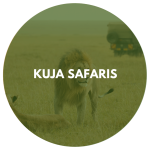 Kuja Safaris