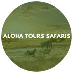 Aloha Tours & Safaris